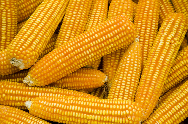 India's Maize Supply Chain: Challenges in Mai...