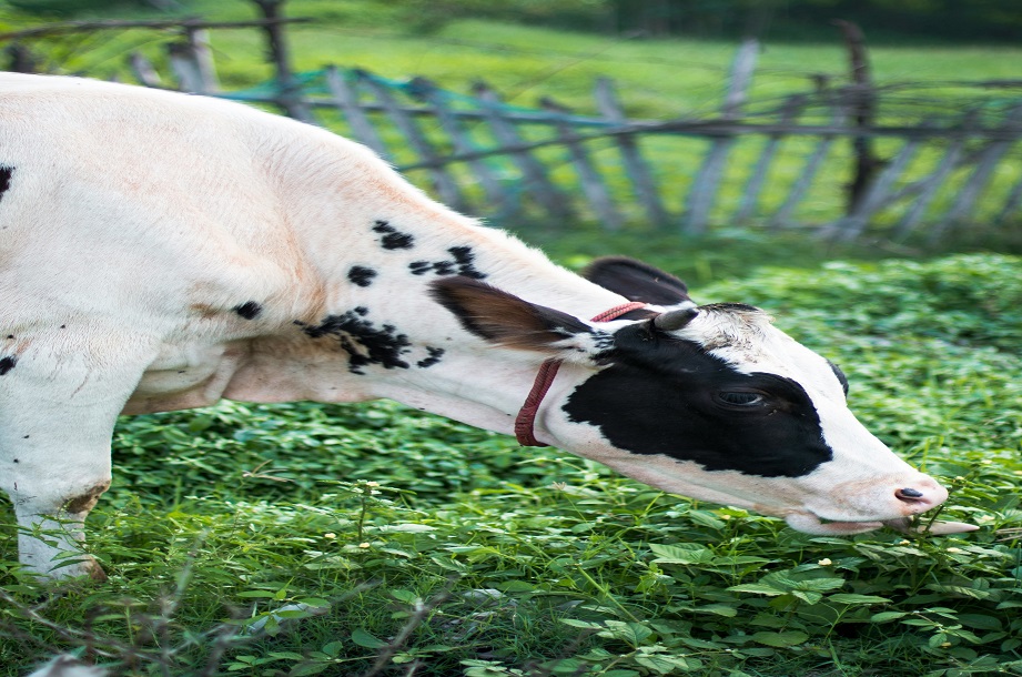 Dairy Farming in India: A Comprehensive Guide...