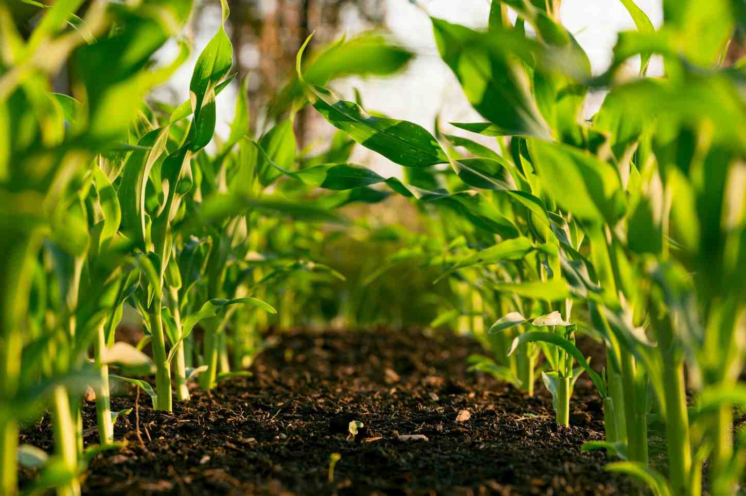 Agriculture Tech