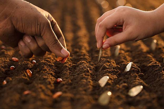 Vegetable Seeds in Kanpur: Cultivating Succes...