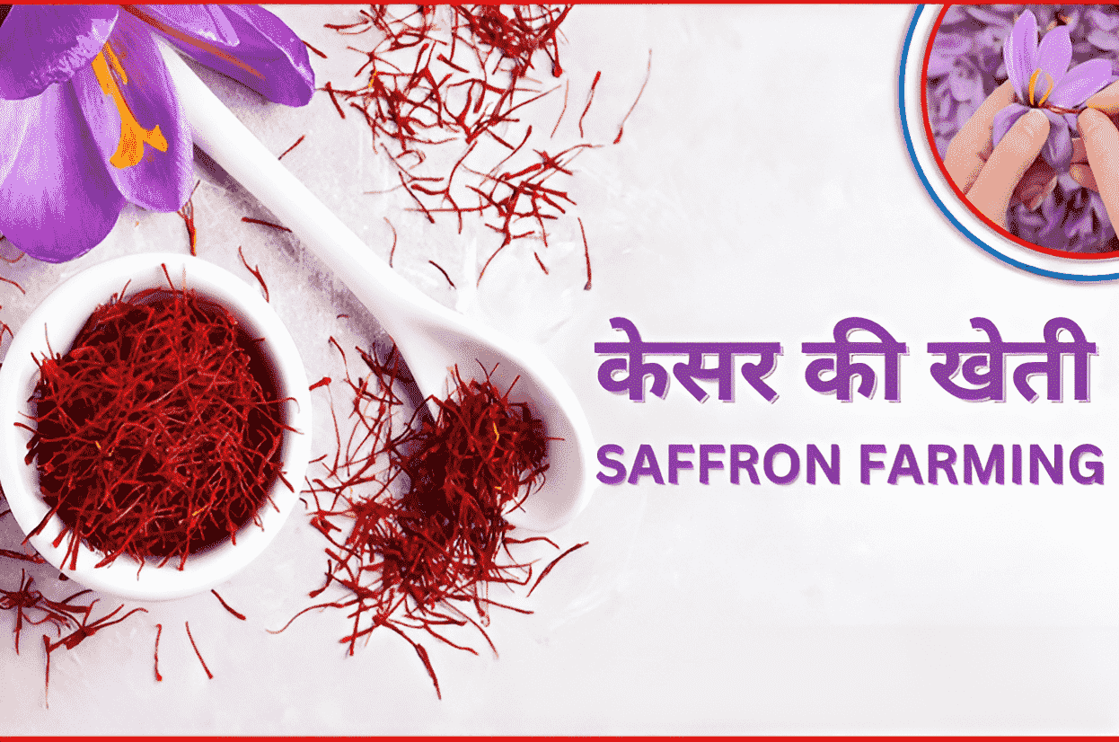 Saffron Farming |  केसर की खेती 