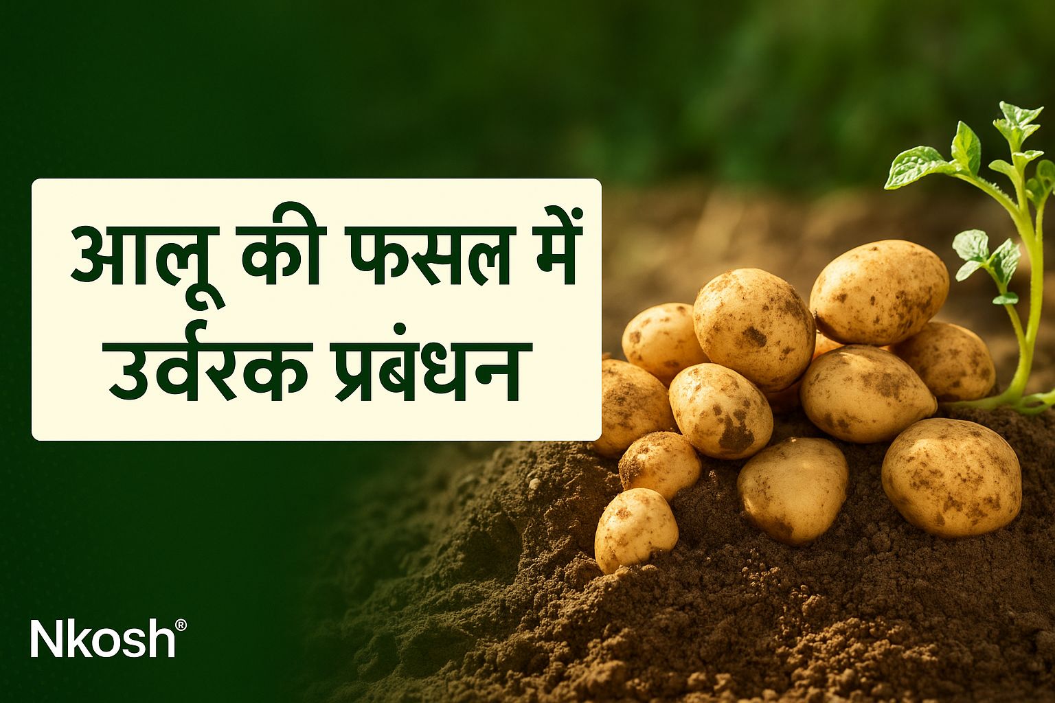 आलू की फसल में उर्वरक प्रबंधन