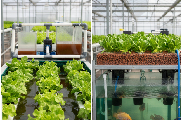 Hydroponics vs Aquaponics: Which System Is Ri...
